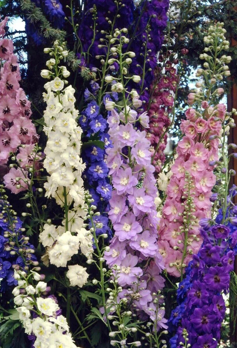 Delphinium Seeds - Pacific Giant Mix - Perennial Flower Seeds for Borders & Cut Flowers - Delphinium ajacis