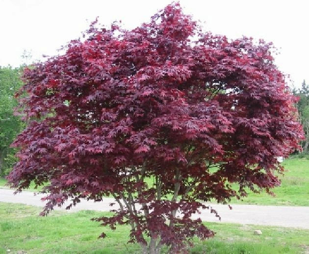 Unrooted Cuttings of Red Japanese Maple Trees - Acer palmatum, 4 Pack, 7-Point Leaves, Propagation, Zones 5-8
