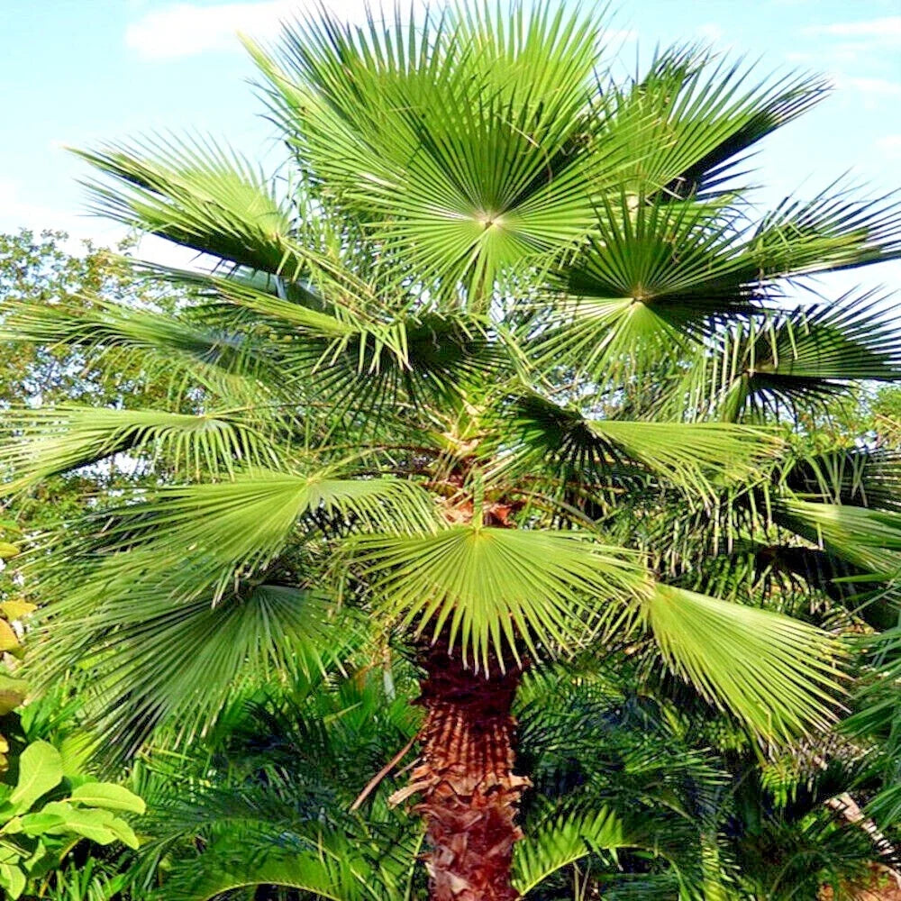 Mexican Fan Palm Tree Seeds - Washingtonia robusta - Tropical Cold Hardy Plant Seeds - Pack of 10