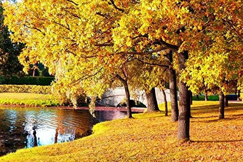 Sugar Maple Tree Seeds - 20+ Acer saccharum Seeds for Fall Foliage, Shade & Landscaping
