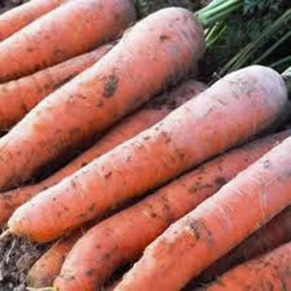 Scarlet Nantes Carrot Seeds - Heirloom Variety for Fresh Snacks, Daucus carota, 50+ Pack