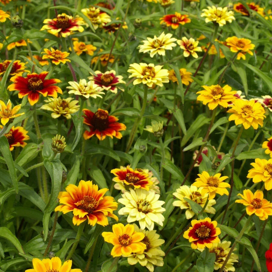Zinnia Seeds 500 Count Persian Carpet Mix Dwarf Flower Non-GMO Pollinator Friendly Zinnia elegans