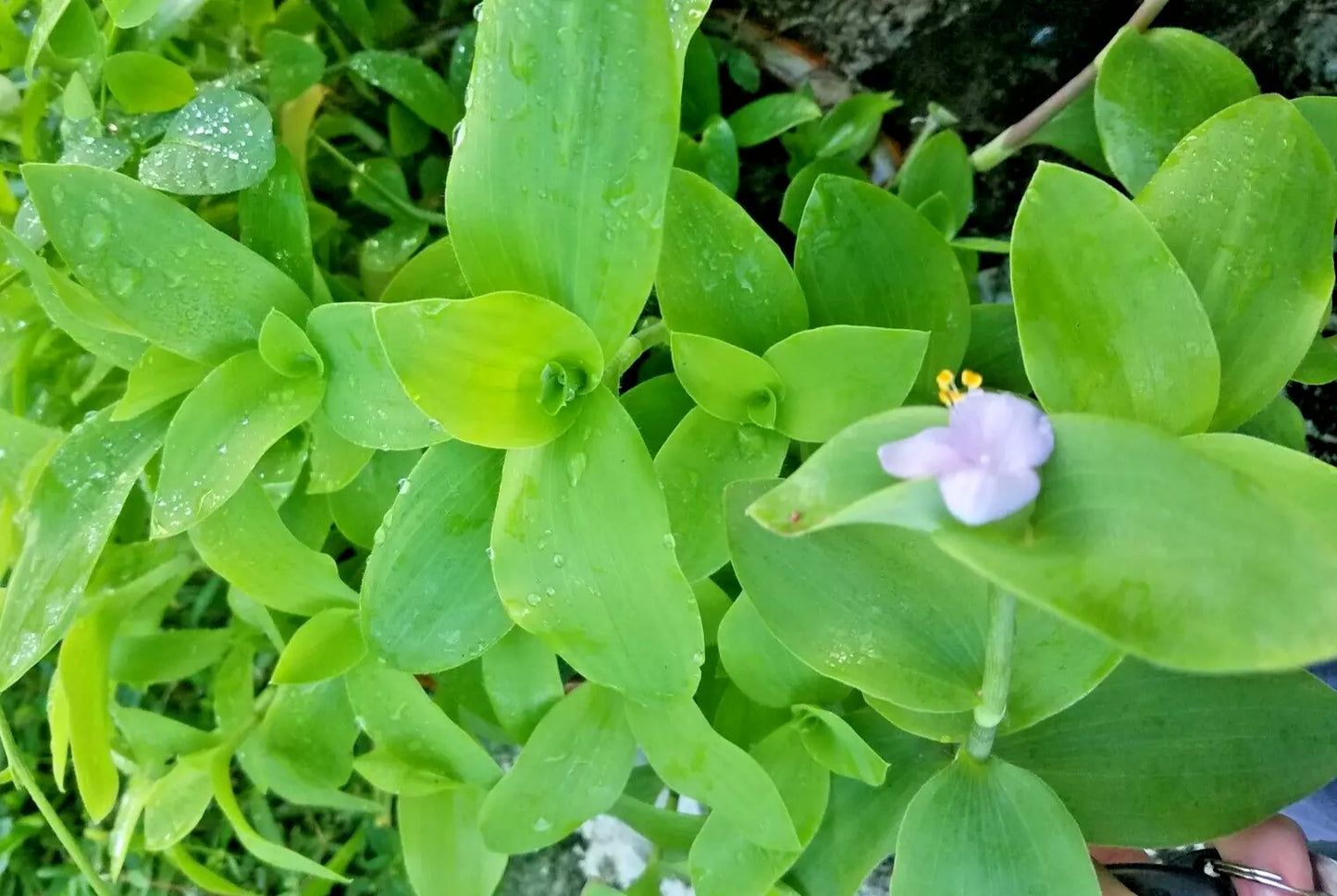 Setcreasea Tradescantia Brevifolia Green Queen - Low Maintenance Indoor Flowering Plant