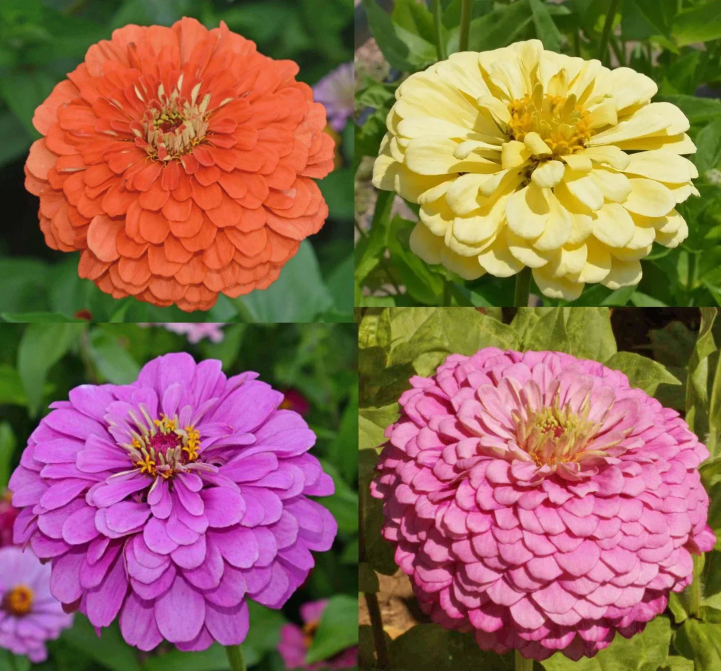 Zinnia Seeds Tranquility Mix for Cut Flowers, Attracts Butterflies & Hummingbirds, 100 Seeds, Zinnia elegans