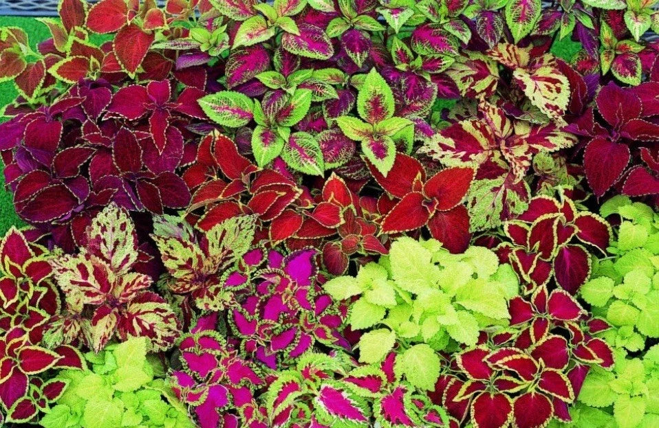 Coleus Seeds Rainbow Mix - 100+ Seeds, Colorful Foliage, Plectranthus scutellarioides, Annual Plant for Garden & Indoor