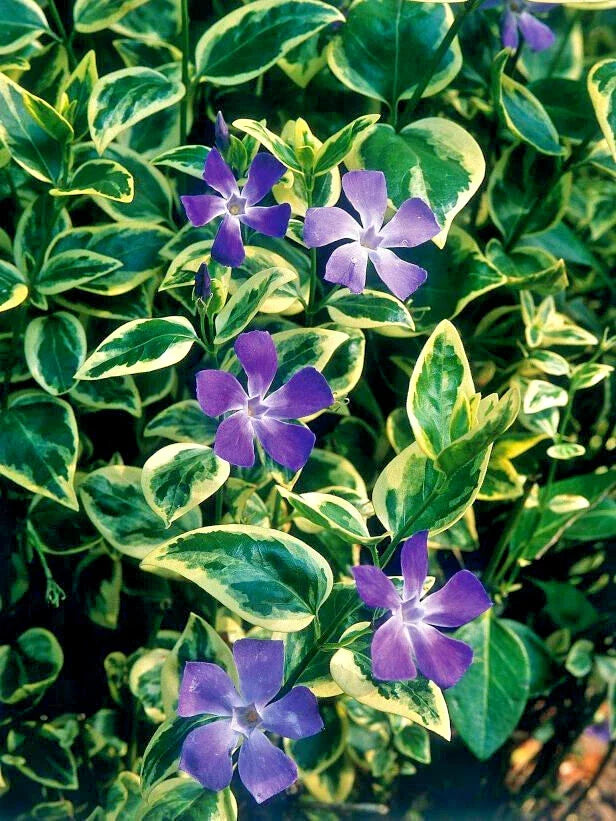Vinca Major Variegated Big Leaf Variegata - 25 Perennial Ground Cover Plants in 3.5 inch Pots