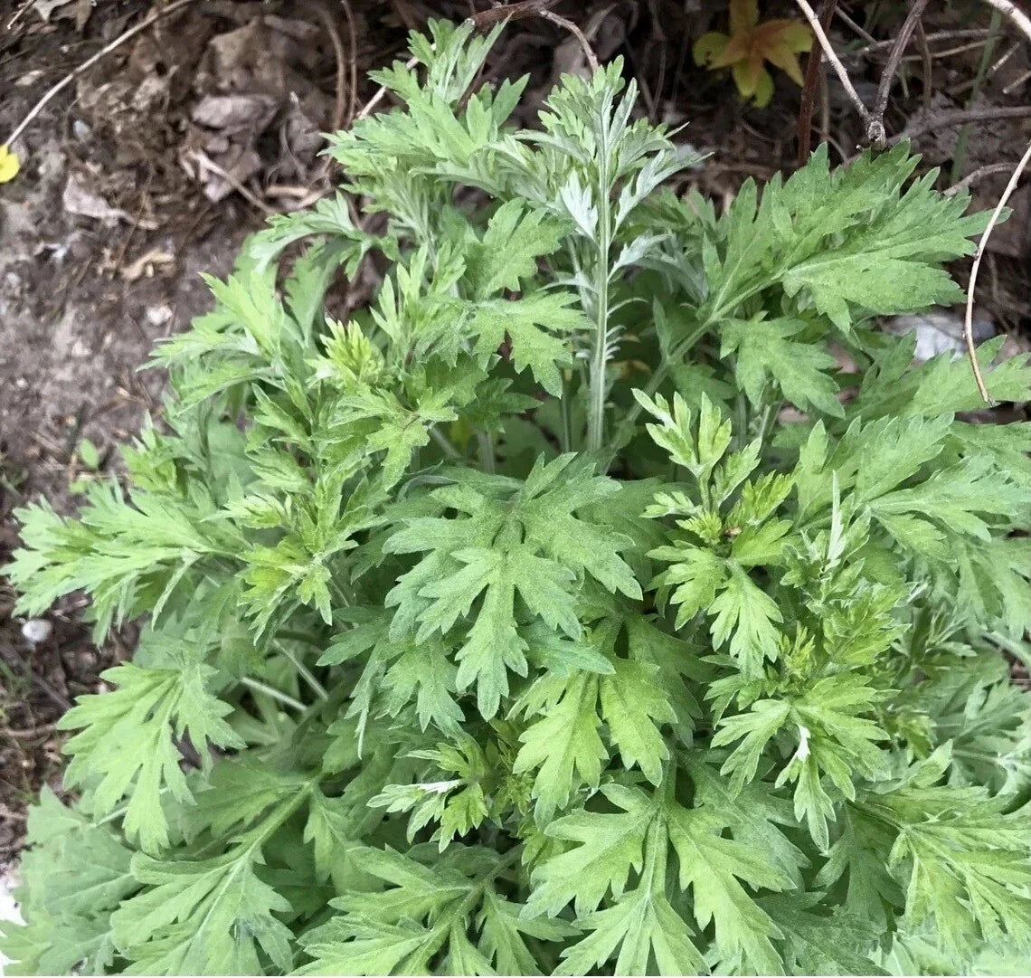Japanese Mugwort Seeds, Yomogi, Medicinal Herb, Artemisia Princeps, Organic, Non-GMO, Culinary, Herbal Garden, Perennial Plant