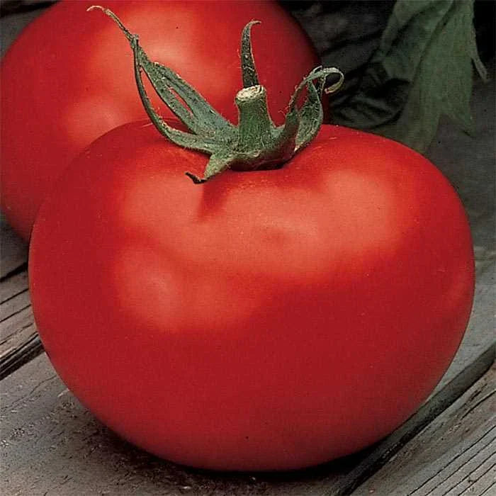Better Boy Tomato Seeds F1 Hybrid - Non-GMO VFN Variety - Heirloom Garden Seeds