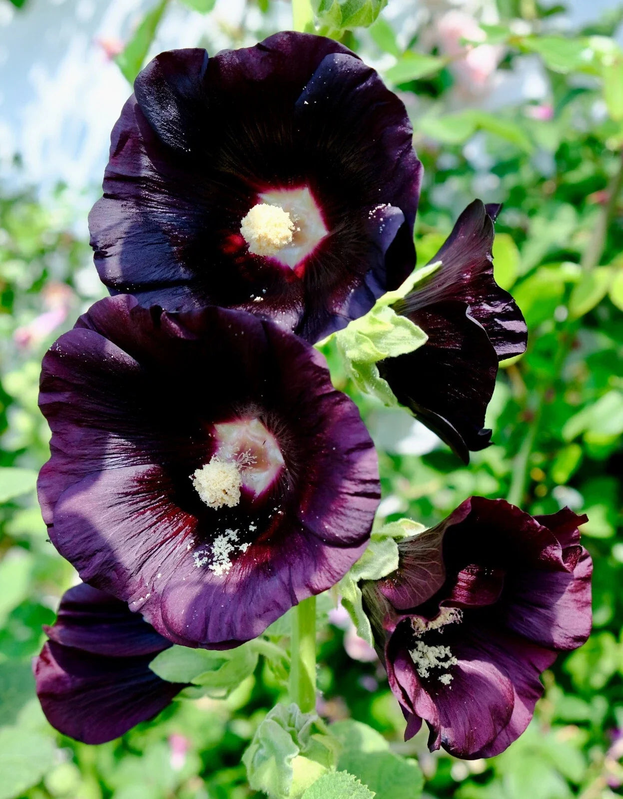 Giant Black Hollyhock Seeds 51 Pack | Hardy Perennial | Alcea rosea | Tall Dark Blooms | Easy to Grow Garden Seeds