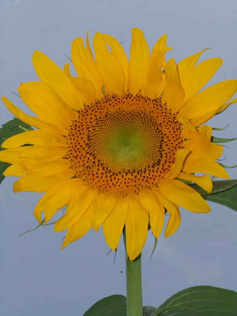 Sunflower Seeds - Skyscraper Tall Yellow Flower - 22 Seeds - Helianthus annuus - GroCo