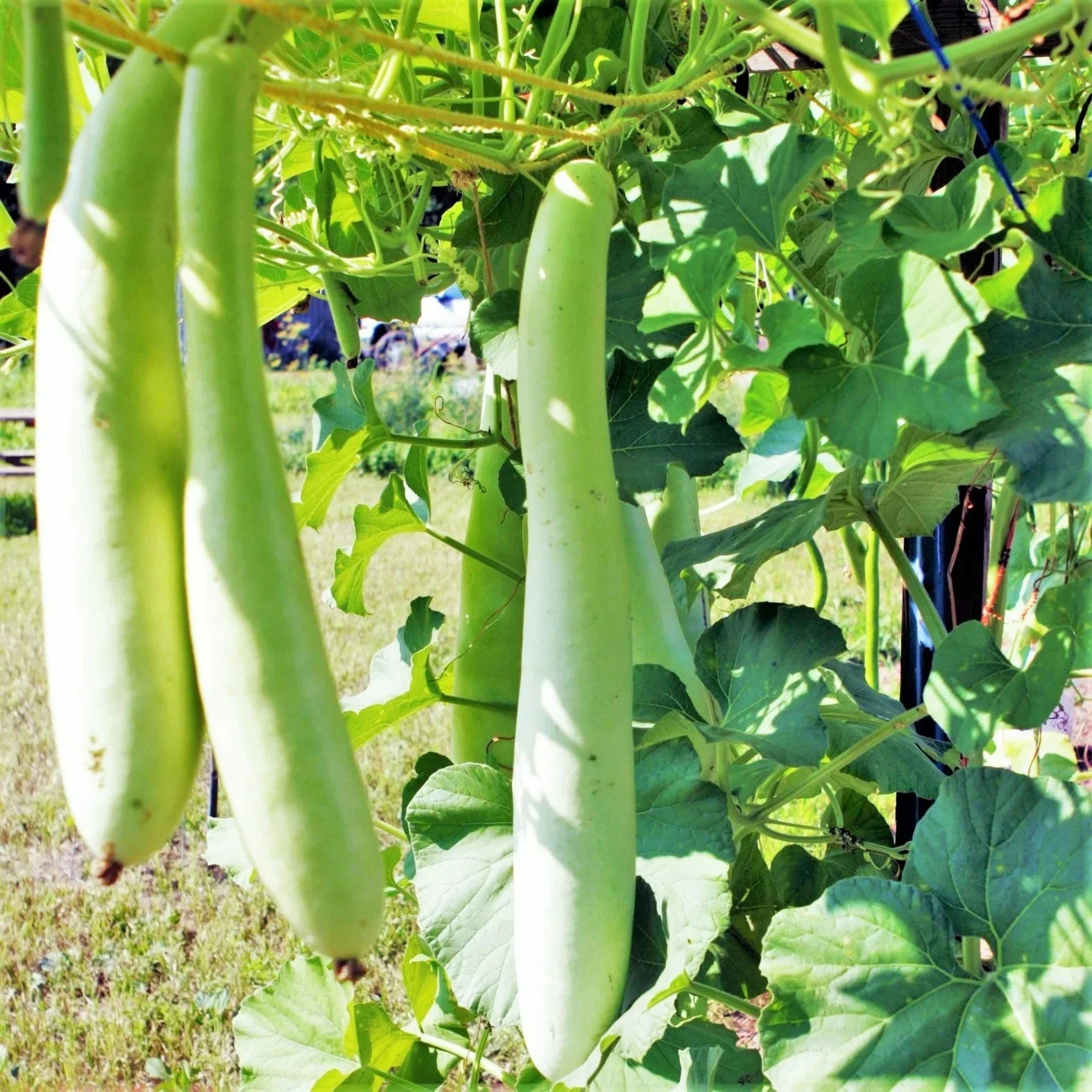 Cucuzza Squash Seeds - Lagenaria siceraria Heirloom Vegetable Seeds for Garden, Snake Gourd, Vining Plant, 2025 Planting