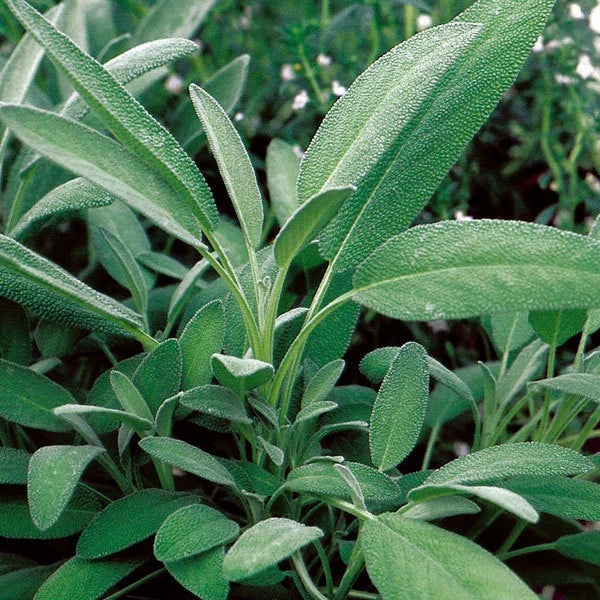 Broadleaf Sage Herb Seeds Pack of 400+ | Salvia officinalis Culinary Garden Planting | Perennial Herb Seed