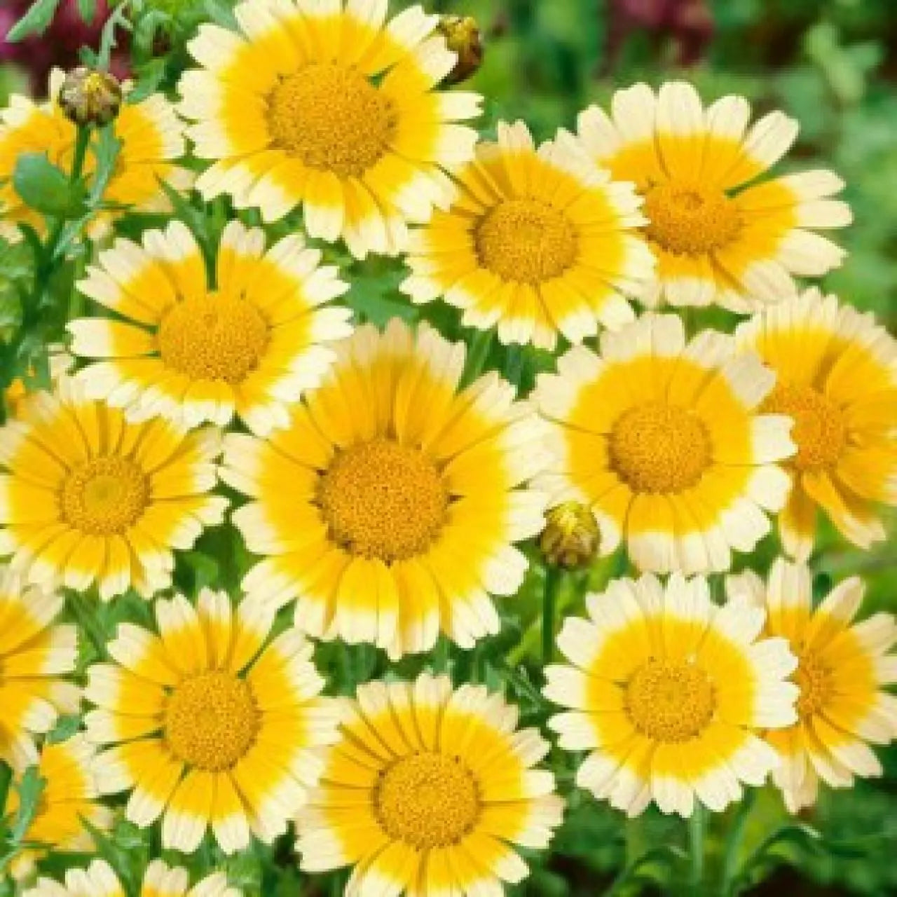 Garland Daisy Seeds 200+ Yellow White Chrysanthemum Annual Flower Seeds for Garden Borders & Containers