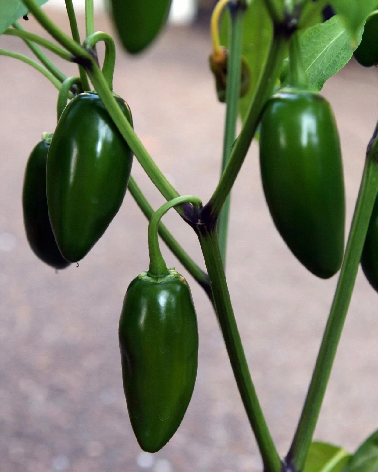 Jalapeno Pepper Live Starter Plants Set of 2, 4-6 Inches, Capsicum annuum, Fresh Unpotted for Home Garden and Culinary Use