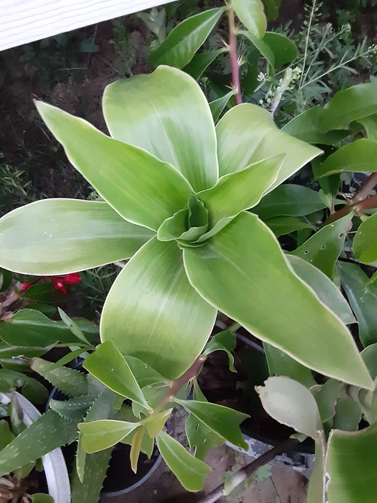 Basket Plant Cutting No Roots - Callisia Fragans Shade-Loving Houseplant, Trailing Greenery, Indoor Garden