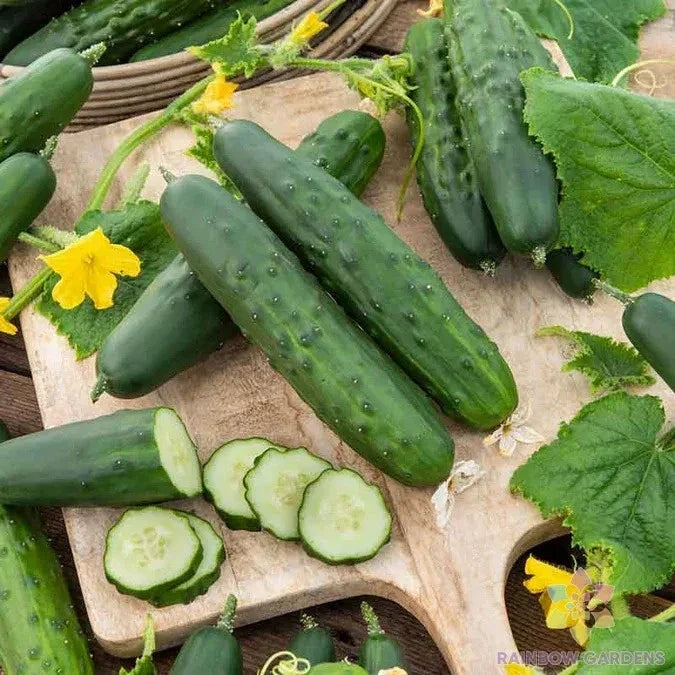 Cucumber Seeds for Garden Planting - 25+ Marketer Variety - Cucumis sativus - USA Grown, Non-GMO, Vining, Full Sun