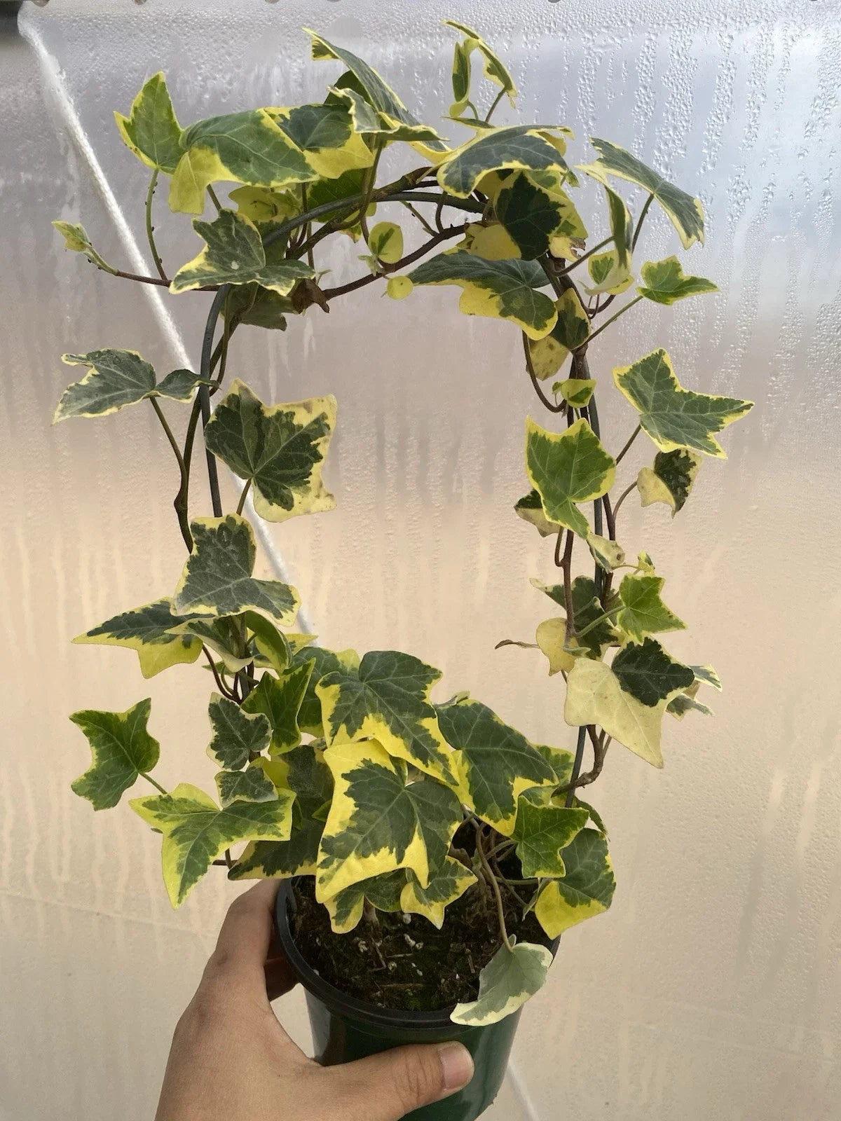 Variegated English Ivy Plant in Pot - Green and White Foliage - Hedera helix Indoor Climbing or Trailing Plant