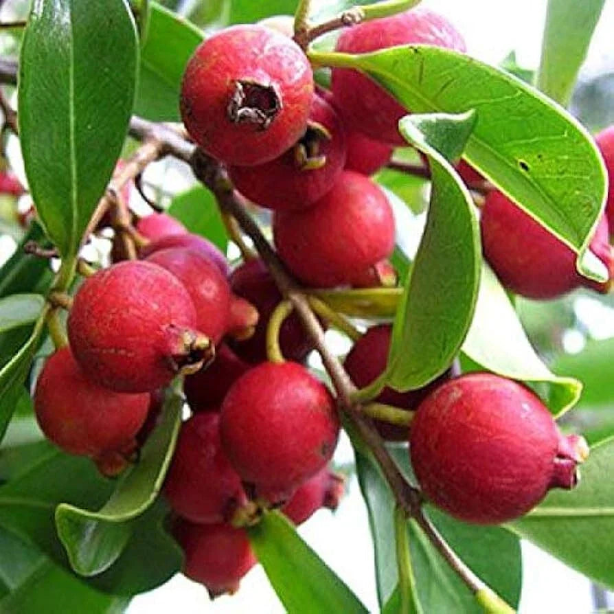 Strawberry Guava Seeds - 50+ Pack for Garden Planting - Psidium cattleyanum - Tropical Fruit Plant