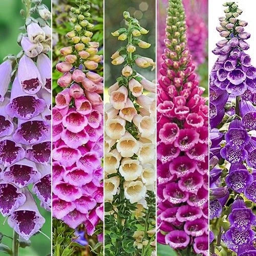 Foxy Foxglove Seeds Packet 300 Mixed Colors Digitalis purpurea, Perennial Flower for Garden, Pollinator Friendly, Bright Blooms