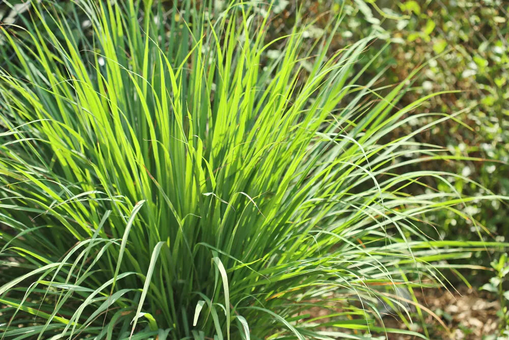 Lemongrass Seeds - 100 Pack - Cymbopogon citratus Herb for Cooking & Gardening