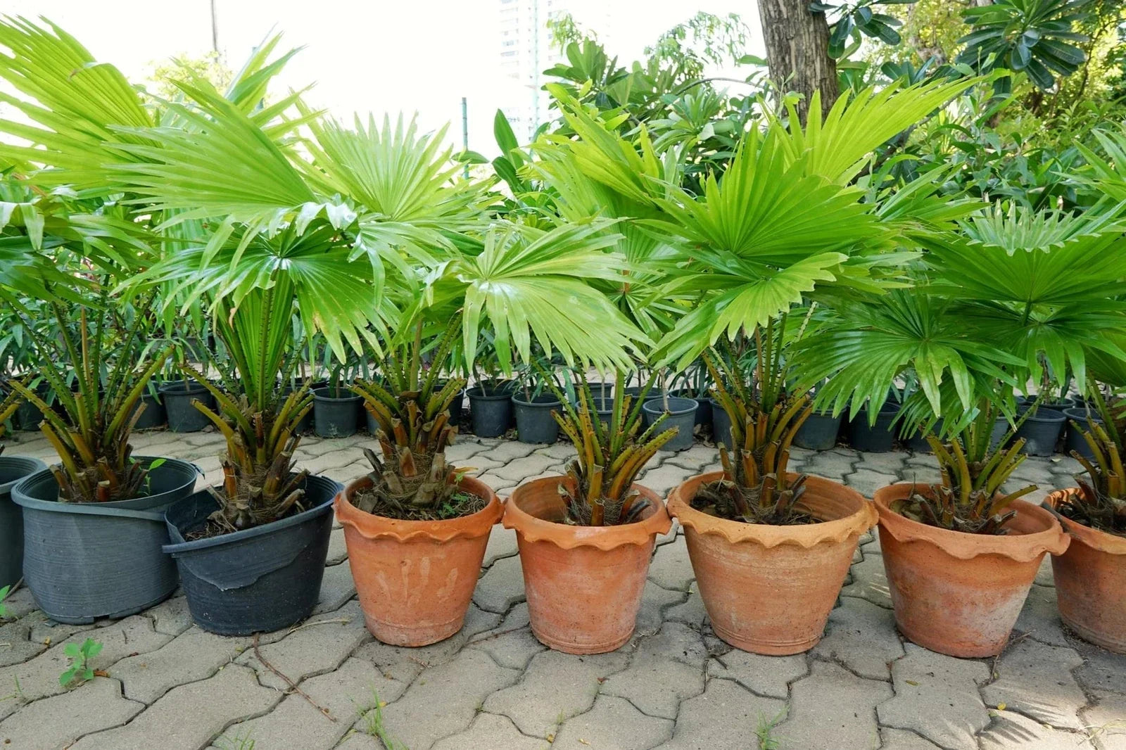Palmetto Tree Seeds - Sabal Palmetto - Tropical Fan-Shaped Leaves - Gardening Planting Seeds - 10 Seeds