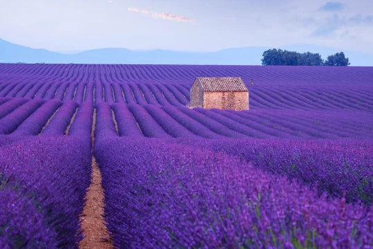 500 Lavender Seeds - English Lavender (Lavandula angustifolia) for Planting