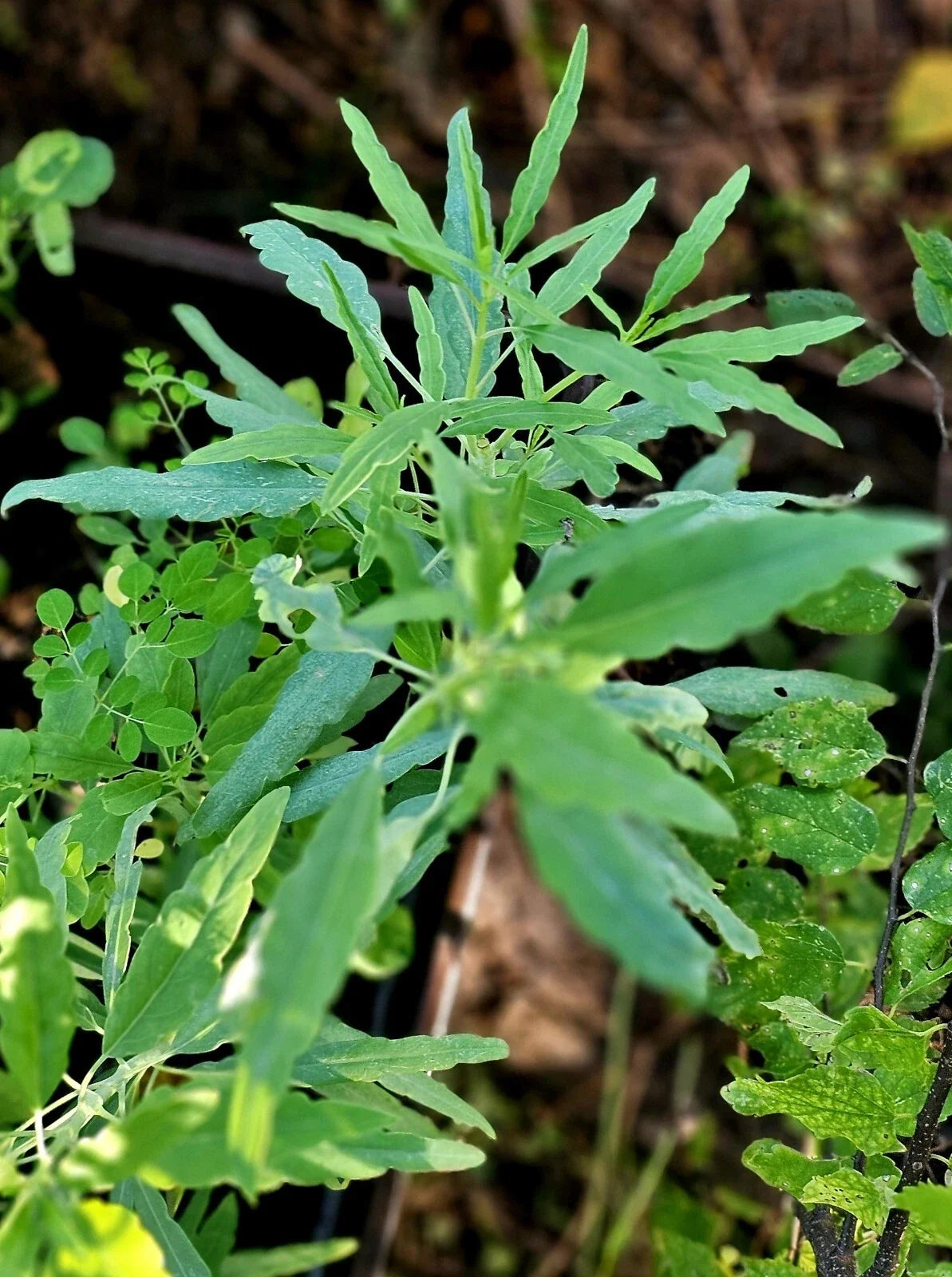 Organic Heirloom Pipicha Seeds 25 Porophyllum linaria Culinary Herb for Mexican Dishes