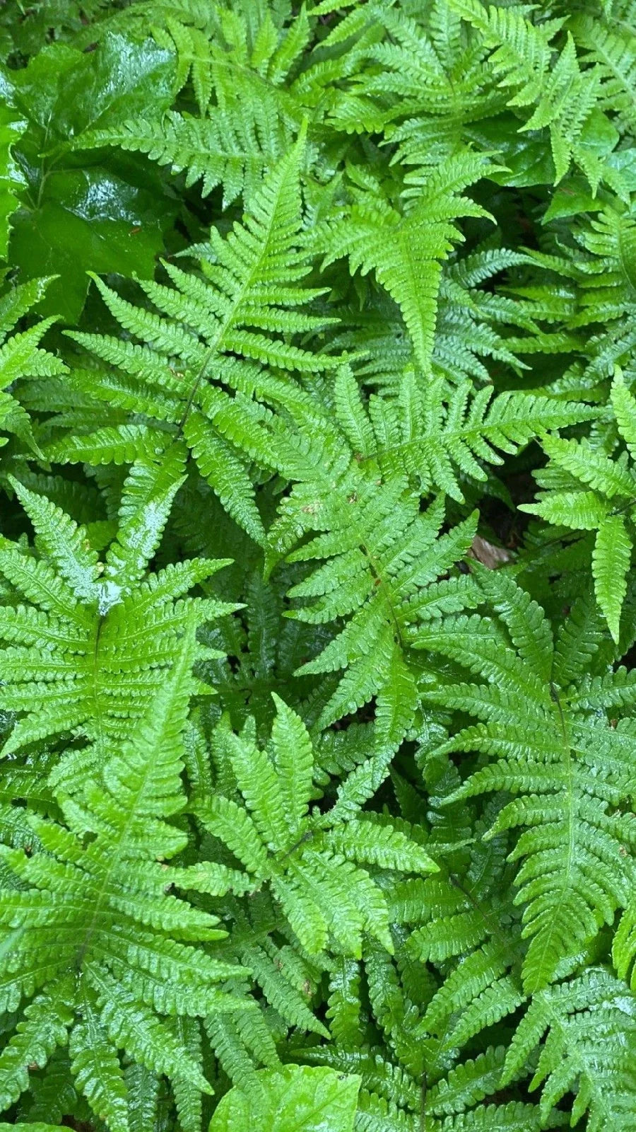Long Beech Fern Live Plants 5-Pack | Phegopteris connectilis | Native Southern Alabama Fern for Shade Gardens & Terrariums