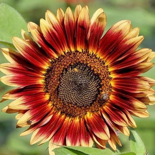 Indian Blanket Sunflower Seeds Pack – Gaillardia pulchella Wildflower for Pollinators, Cut Flowers, Easy to Grow, Native Wildflower Garden