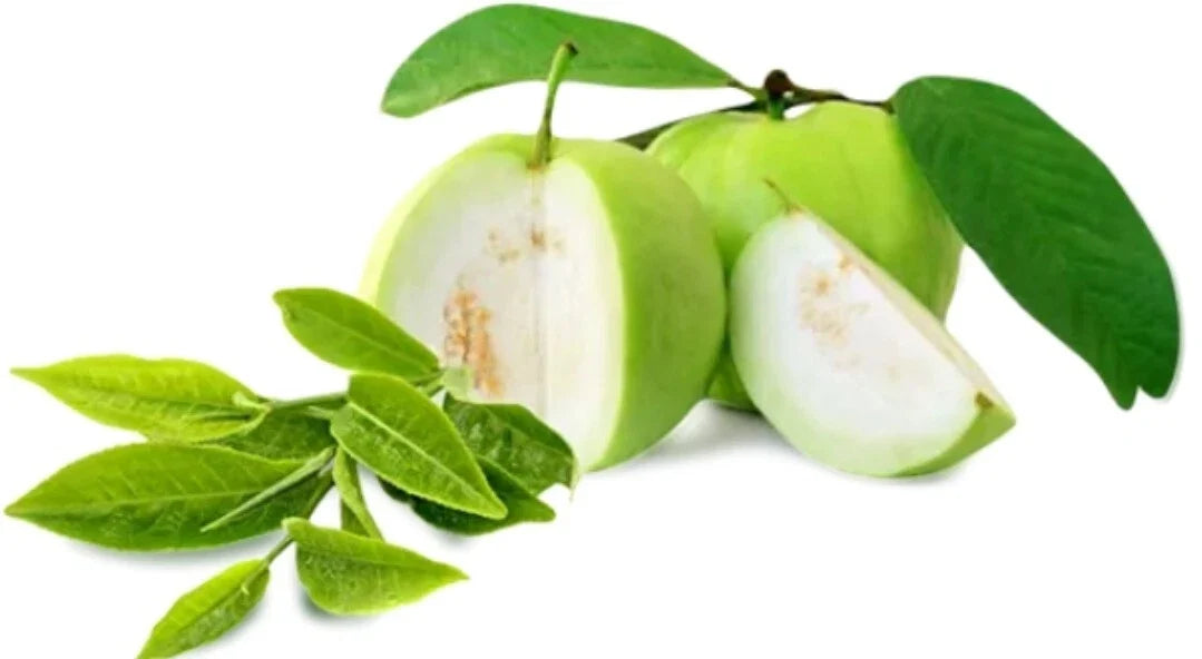 Ceylon Jumbo White Guava Seeds - Organic Heirloom Psidium guajava, Fruit, 15++ Viable Seeds