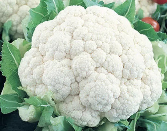 Cauliflower Seeds 400+ Count Self Blanching Non-GMO Heirloom Brassica oleracea Seeds for Home Garden, Organic, USA Free Shipping