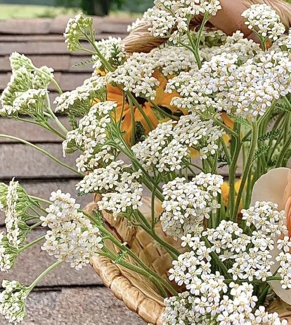 White Yarrow Bare Root Plant - Achillea Millefolium Perennial for Garden, Borders, and Pollinator Gardens