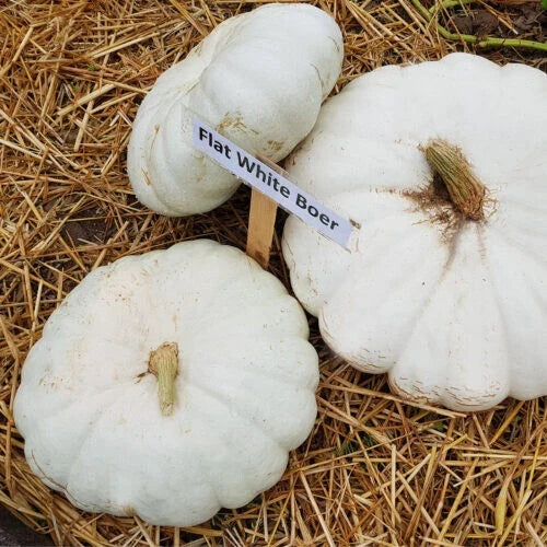 Flat White Boer Pumpkin Seeds – Heirloom Cucurbita maxima for Home Gardening, Culinary Use, Vining Plant, 25+ Seeds Pack