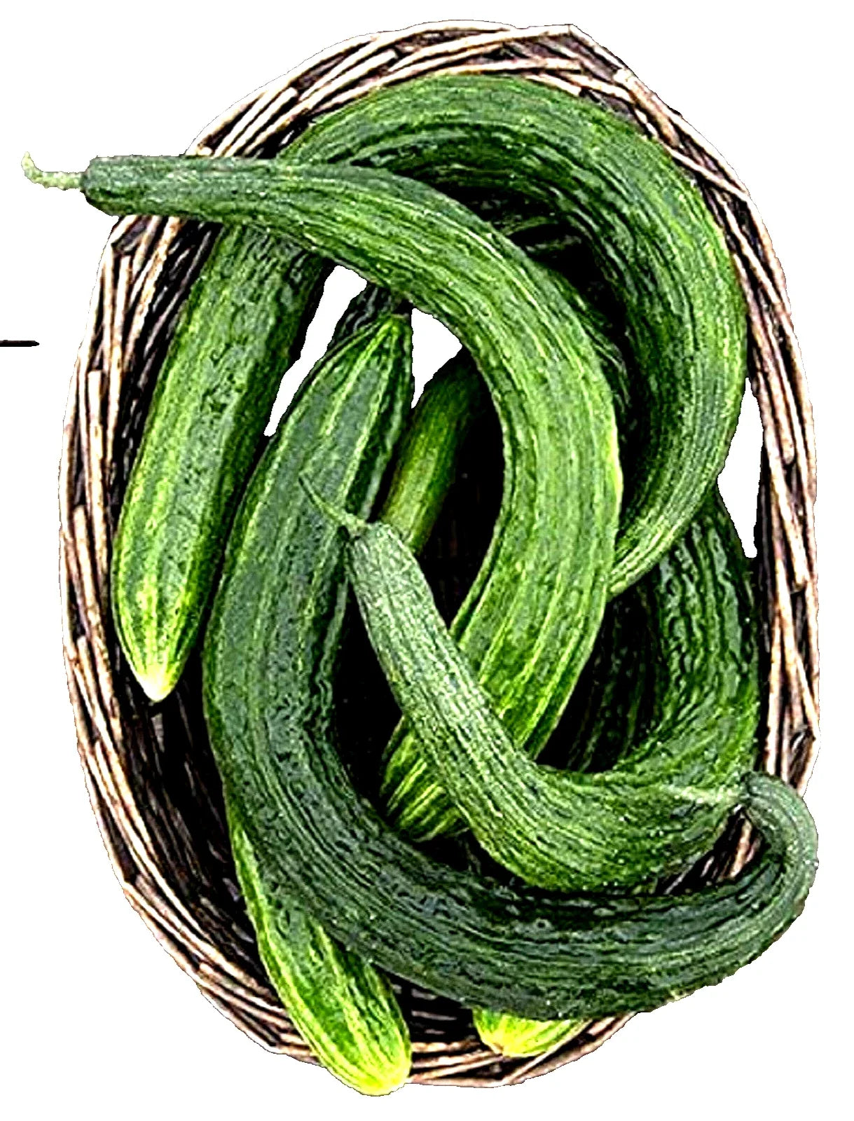 Suyo Long Cucumber Seeds - Non-GMO, Burpless Variety, Cucumis sativus, 25 Seeds