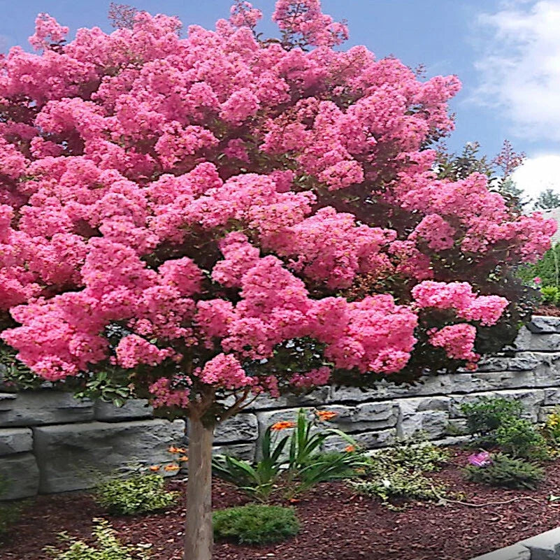 Crape Myrtle Tree Seeds - Lagerstroemia Indica - Lilac Flower Plant for Garden, Borders & Containers