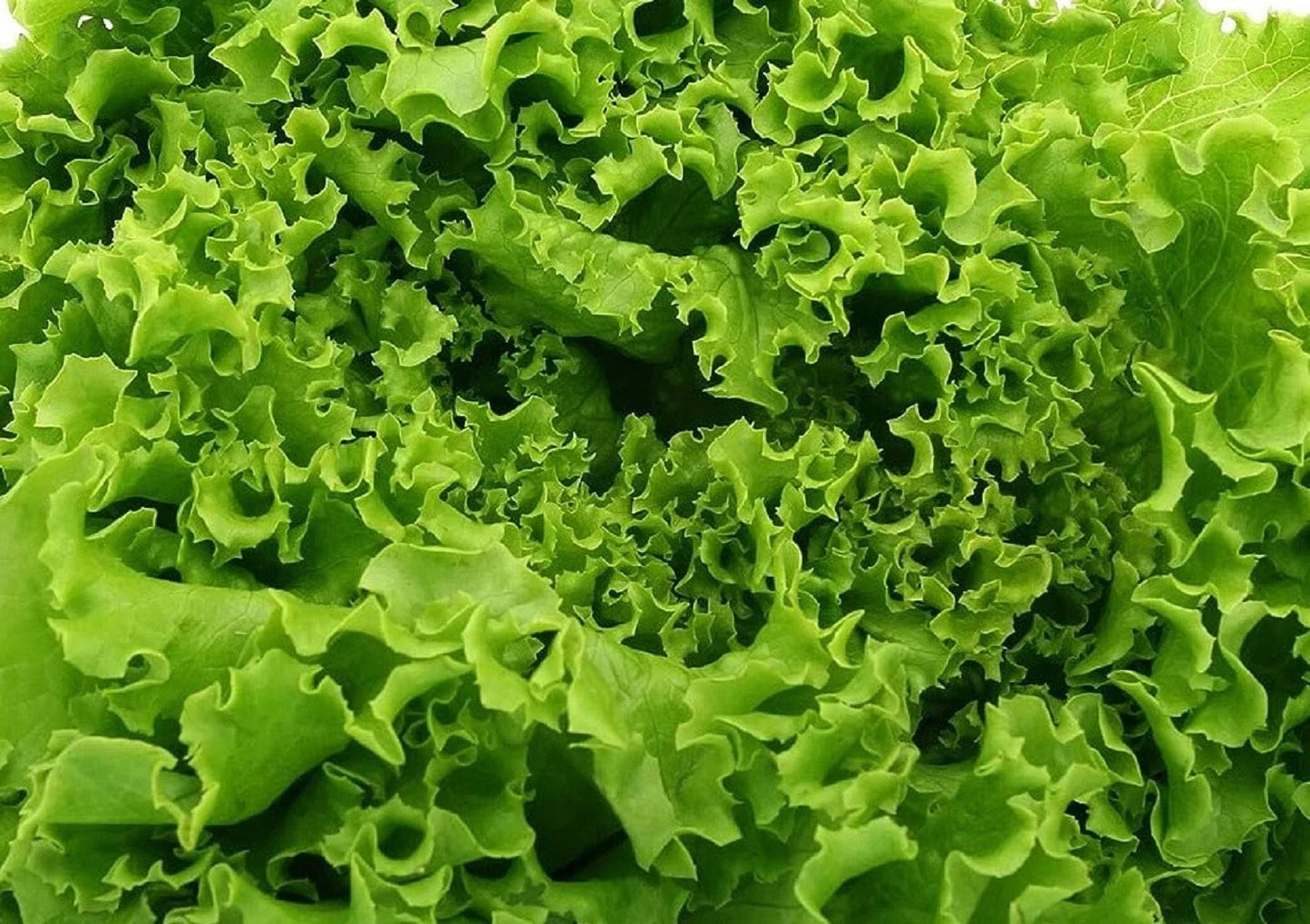 Waldmann's Green Lettuce Seeds 500+ Non-GMO Heirloom Lactuca sativa for Home Gardening, Salad Greens
