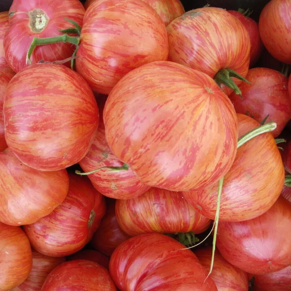 Vintage Wine Tomato Seeds - 30 Count Non-GMO Heirloom Solanum lycopersicum