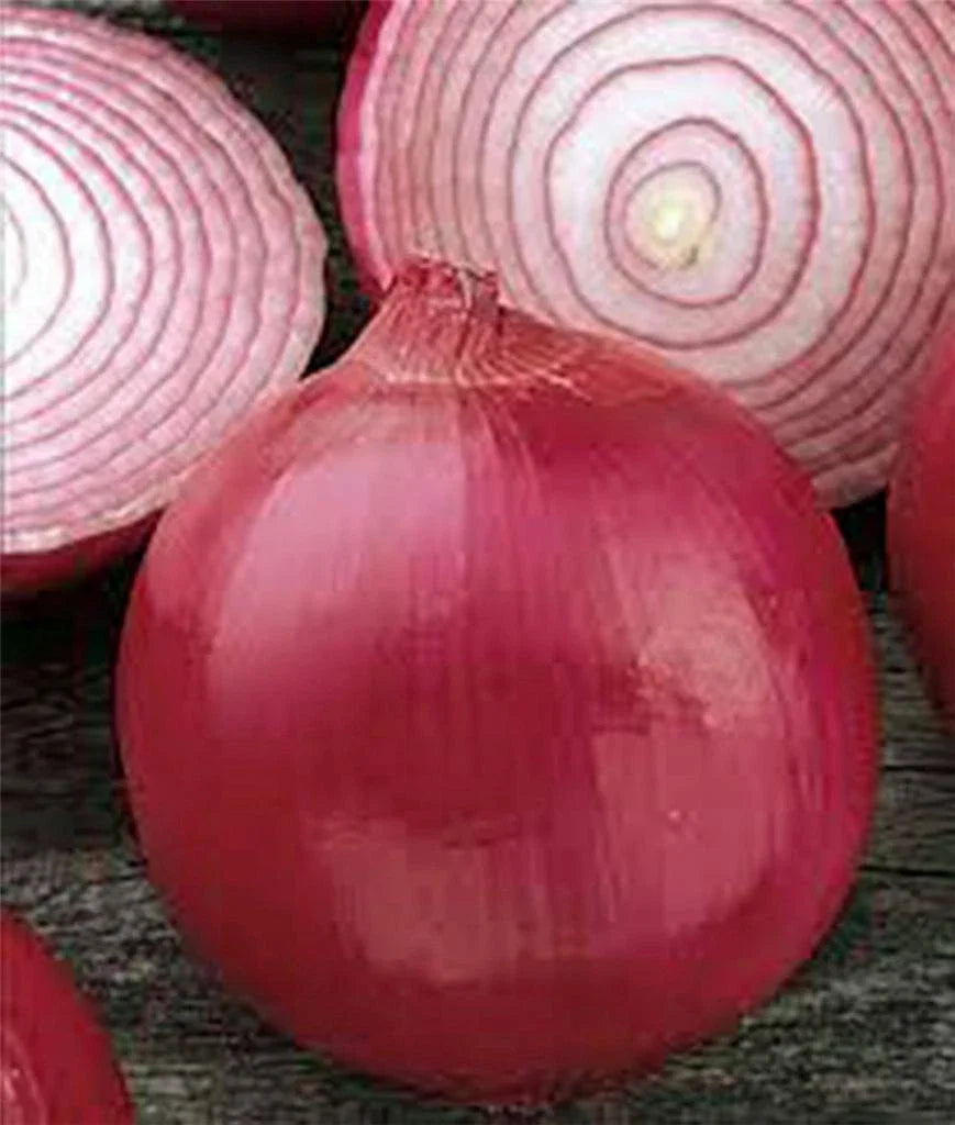Onion Seeds 500 Count - Short Day Burgundy Red Heirloom Allium cepa Non-GMO for Garden and Cooking