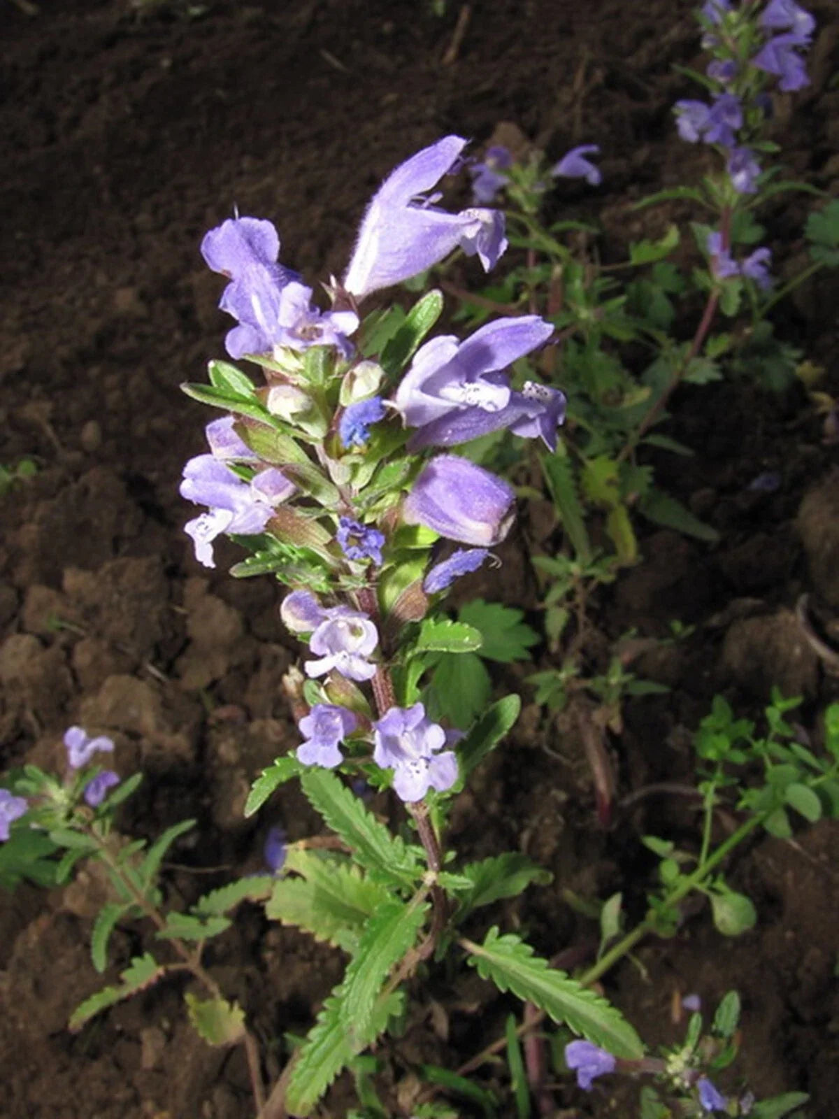 Moldavian Dragon's Head Seeds - 50+ Herb Seeds - Dracocephalum moldavica - Blue-Purple Flowers, Fragrant Leaves