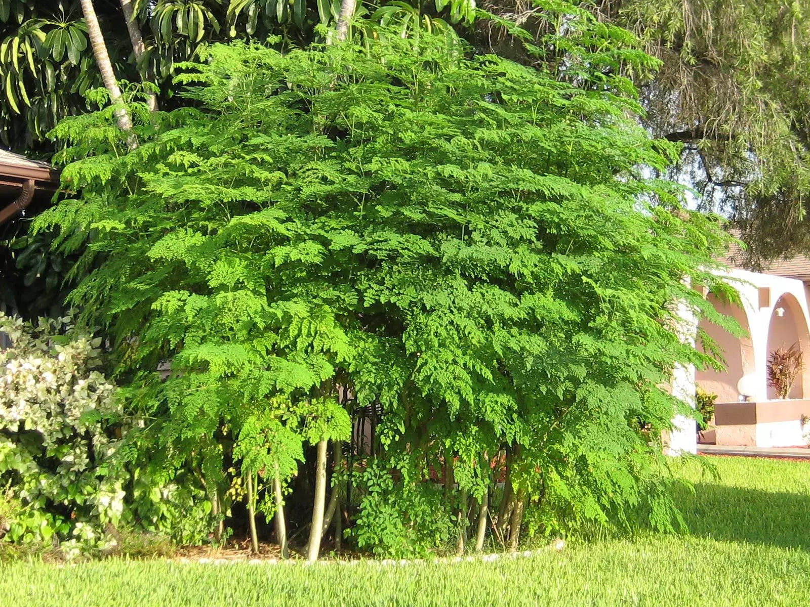 Moringa Tree Seeds - 25+ Pack, Easy to Grow, Nutrient-Rich Leaves, Moringa oleifera, Tree of Life, Drought-Resistant