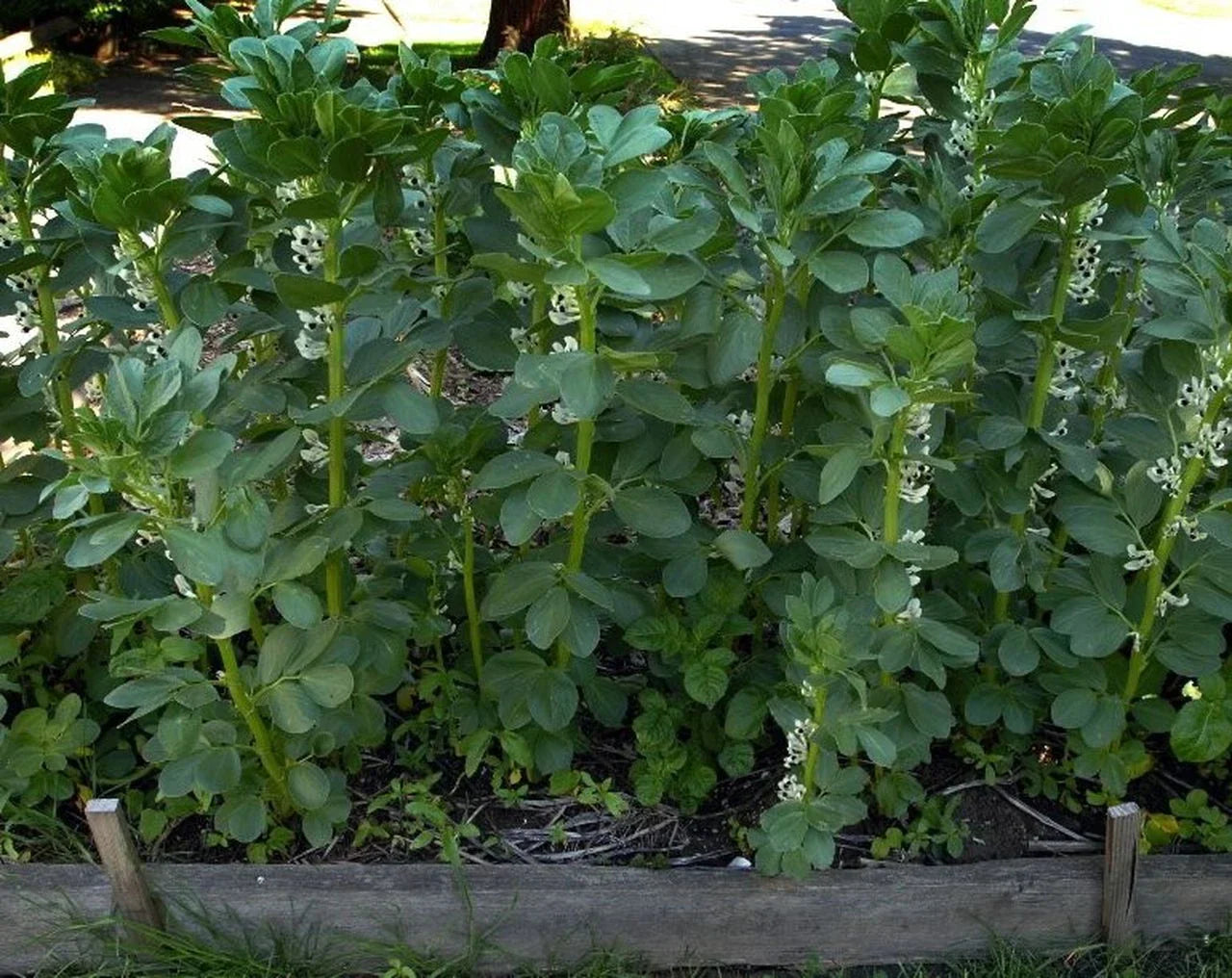 Broad Windsor Fava Bean Seeds Non-GMO | Mediterranean Cover Crop Vicia faba