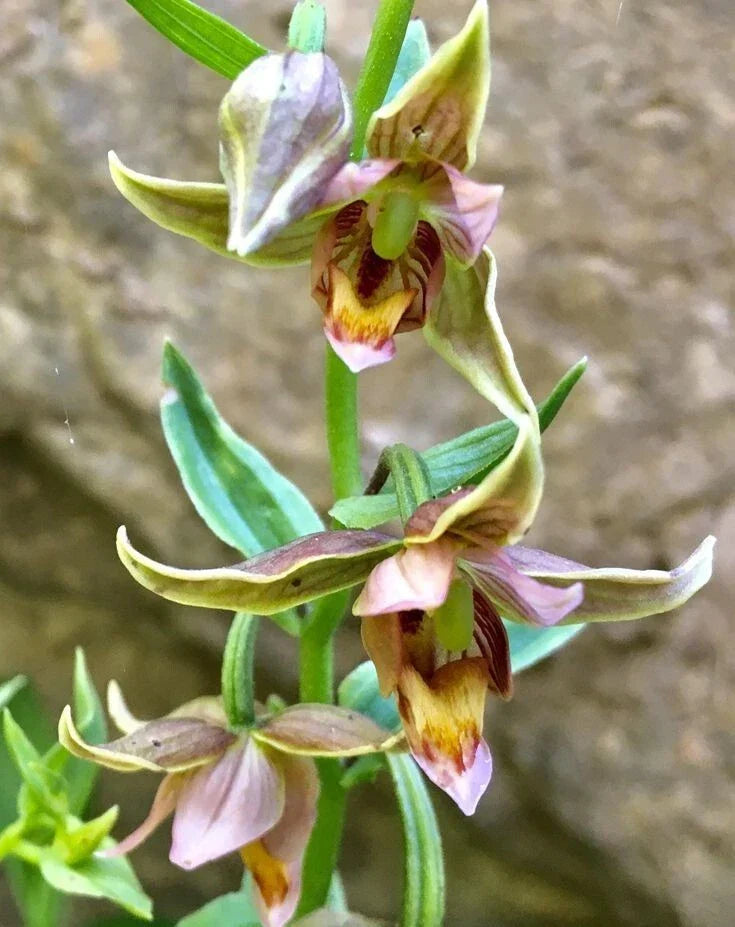 Adam & Eva Orchid Plant - Bare Root Phragmipedium Orchid for Indoor Gardening