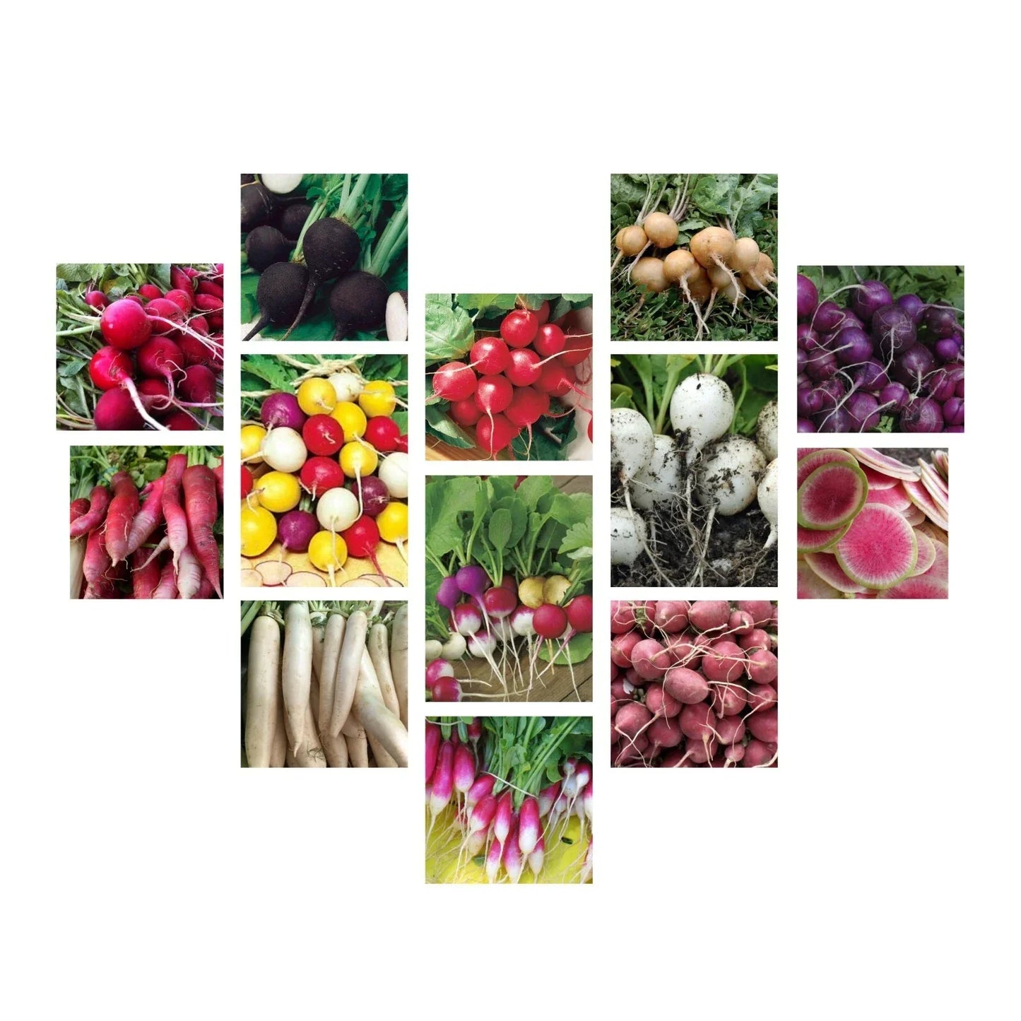Radish Seeds Collection - 14 Heirloom Varieties, NON-GMO, Free Shipping