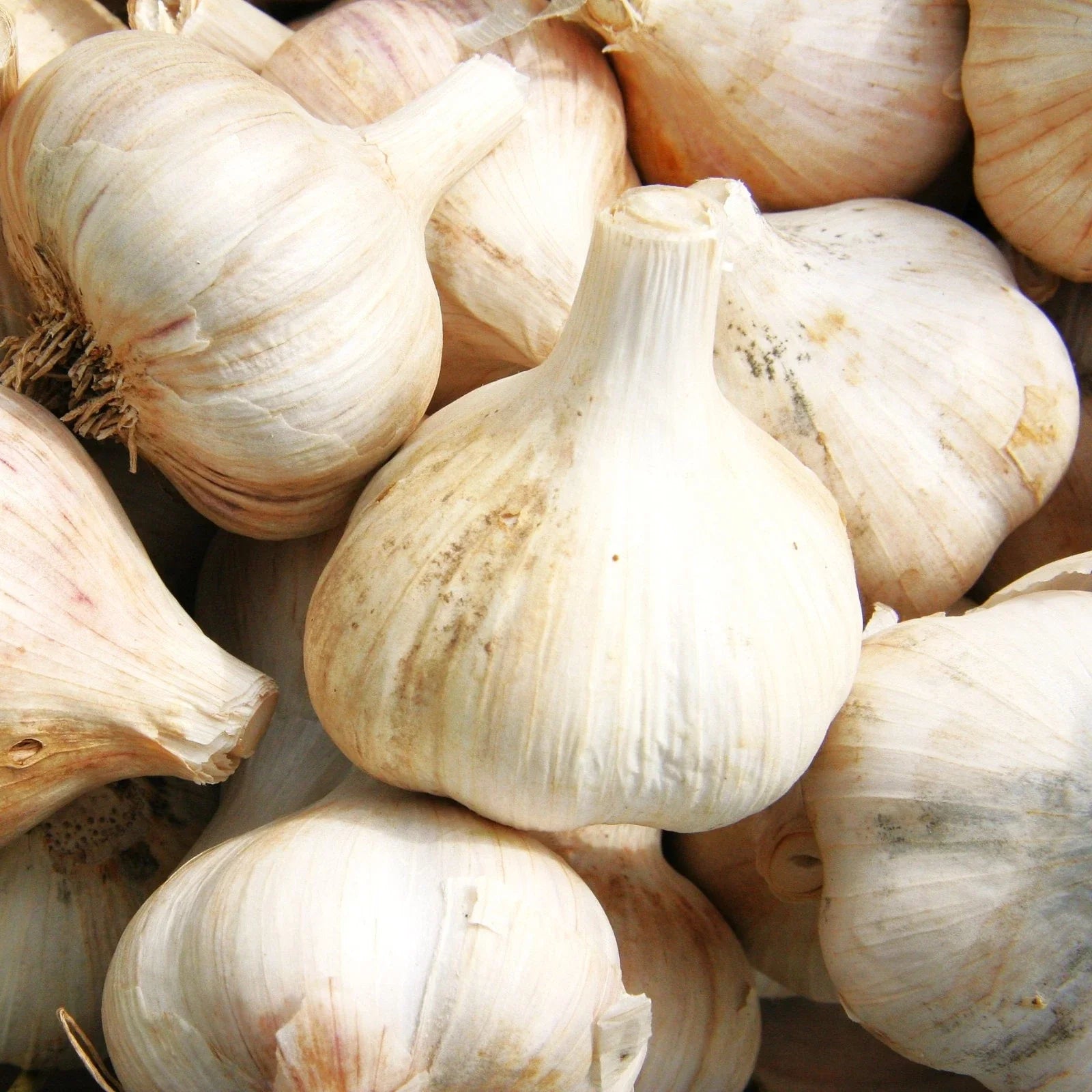 Music Hardneck Garlic Bulbs - Porcelain White Allium sativum - Fall Planting Pack of 5 Bulbs