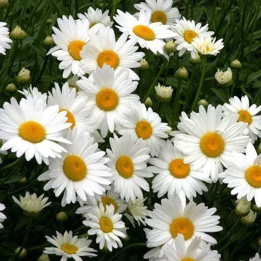Shasta Daisy Seeds - 200+ Heirloom Chrysanthemum Maximum Perennial Seeds for Cut Flowers