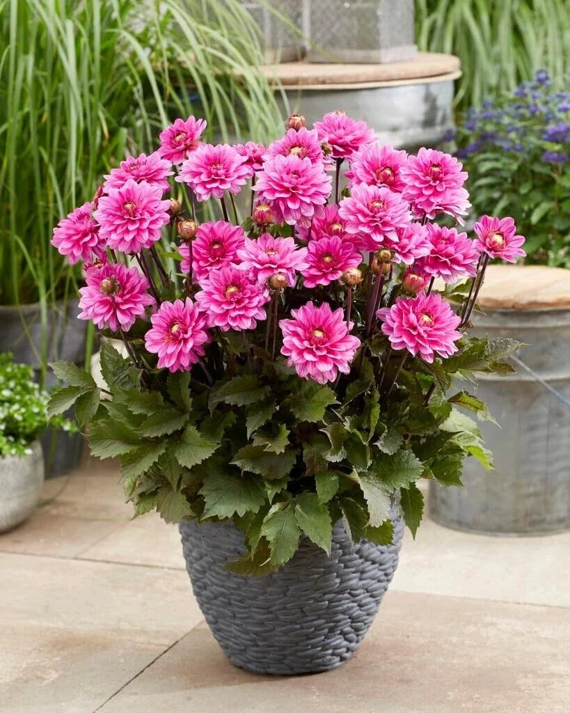 Dahlia Tubers - 3 Large Fanfare Melody Dahlia pinnata for Planting, Multi-Color Blooms, Garden, Cut Flower
