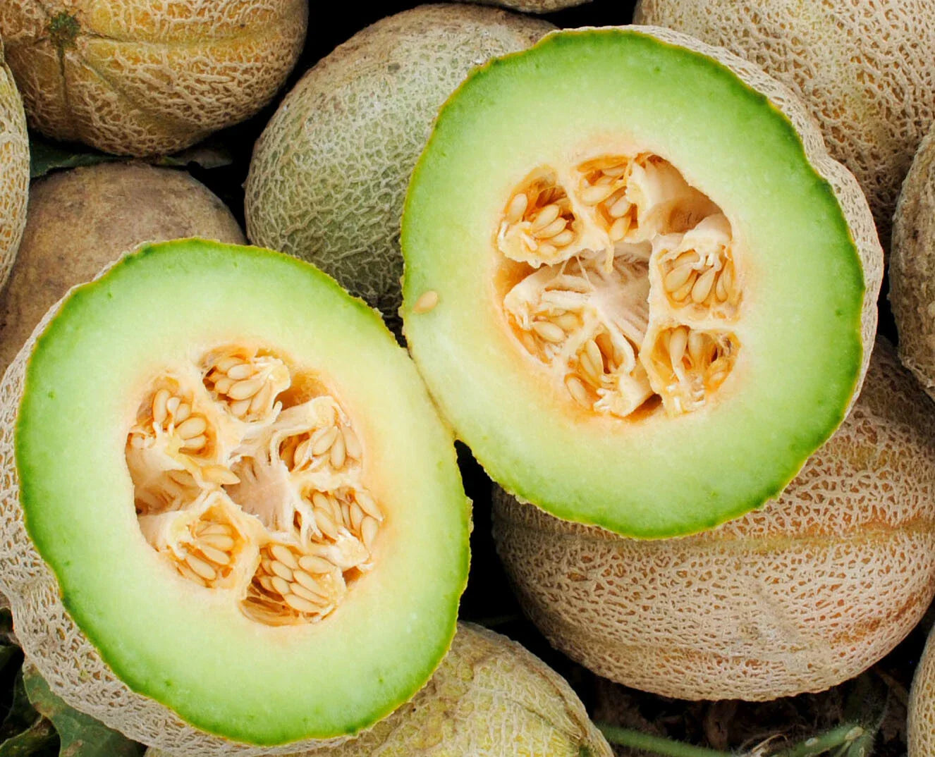 Rocky Ford Cantaloupe Seeds - 50+ Green Flesh Eden Gem Melon - Cucumis melo