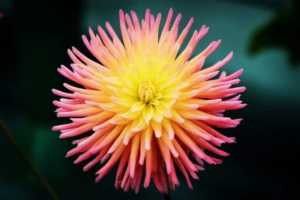 Cactus Dahlia Seeds - 50+ Mixed Color Pack - Dahlia pinnata - Non-GMO, USA Made, Flower Seeds for Garden, Borders & Containers