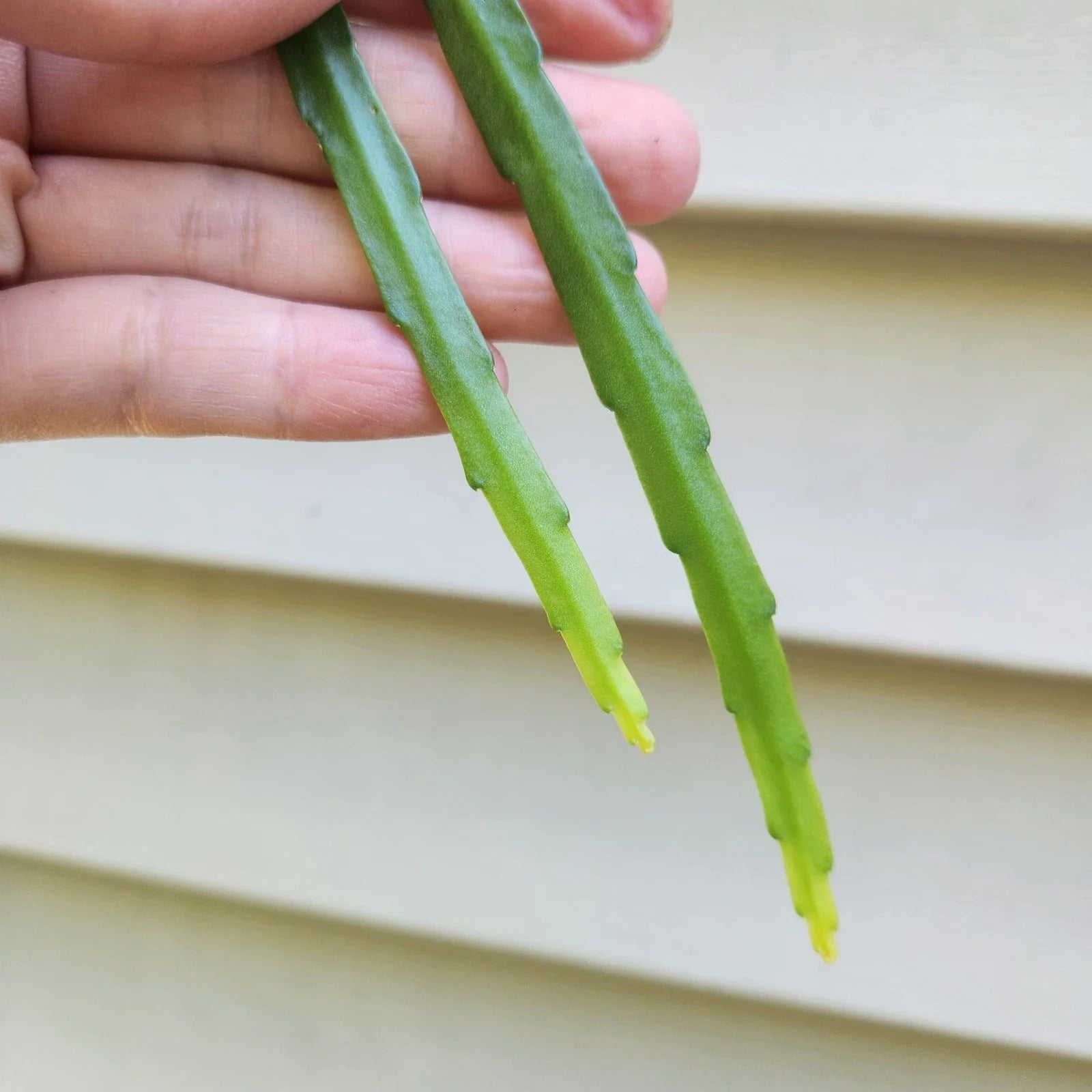 Lepismium bolivianum Cuttings – 2 Fresh 6-Inch Trailing Cactus for Indoor Garden, Houseplant, Exotic Cactus, Easy Care
