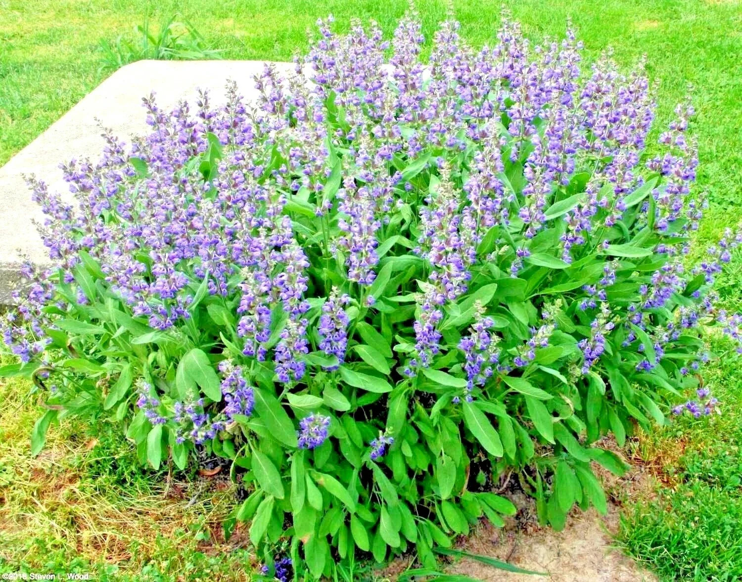 Organic Broadleaf Kitchen Sage Seeds - Salvia officinalis Herb Seeds for Garden & Container, 201+ Non-GMO Culinary Seeds